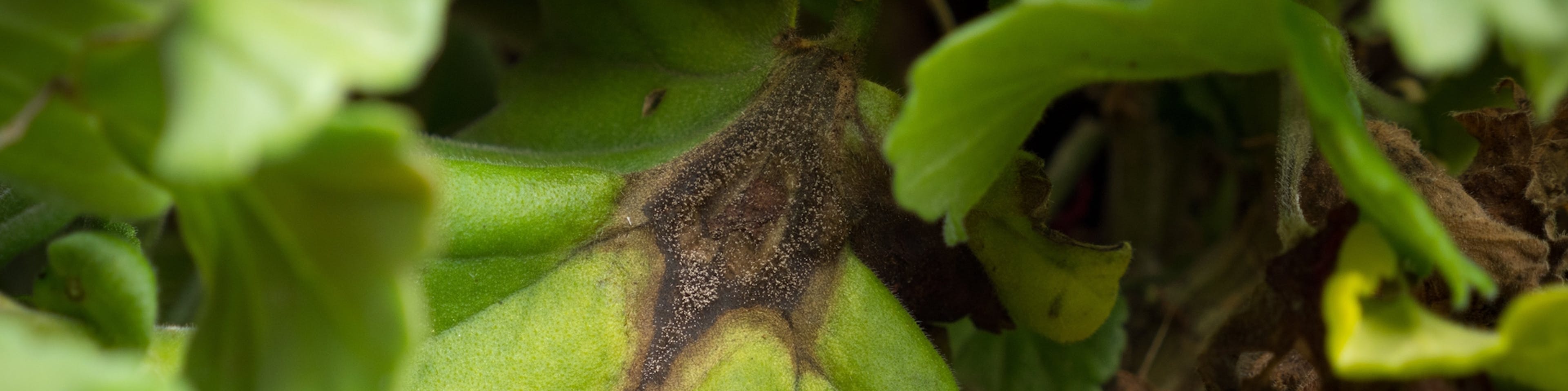 Conceptos básicos sobre el control de microorganismos en cultivos