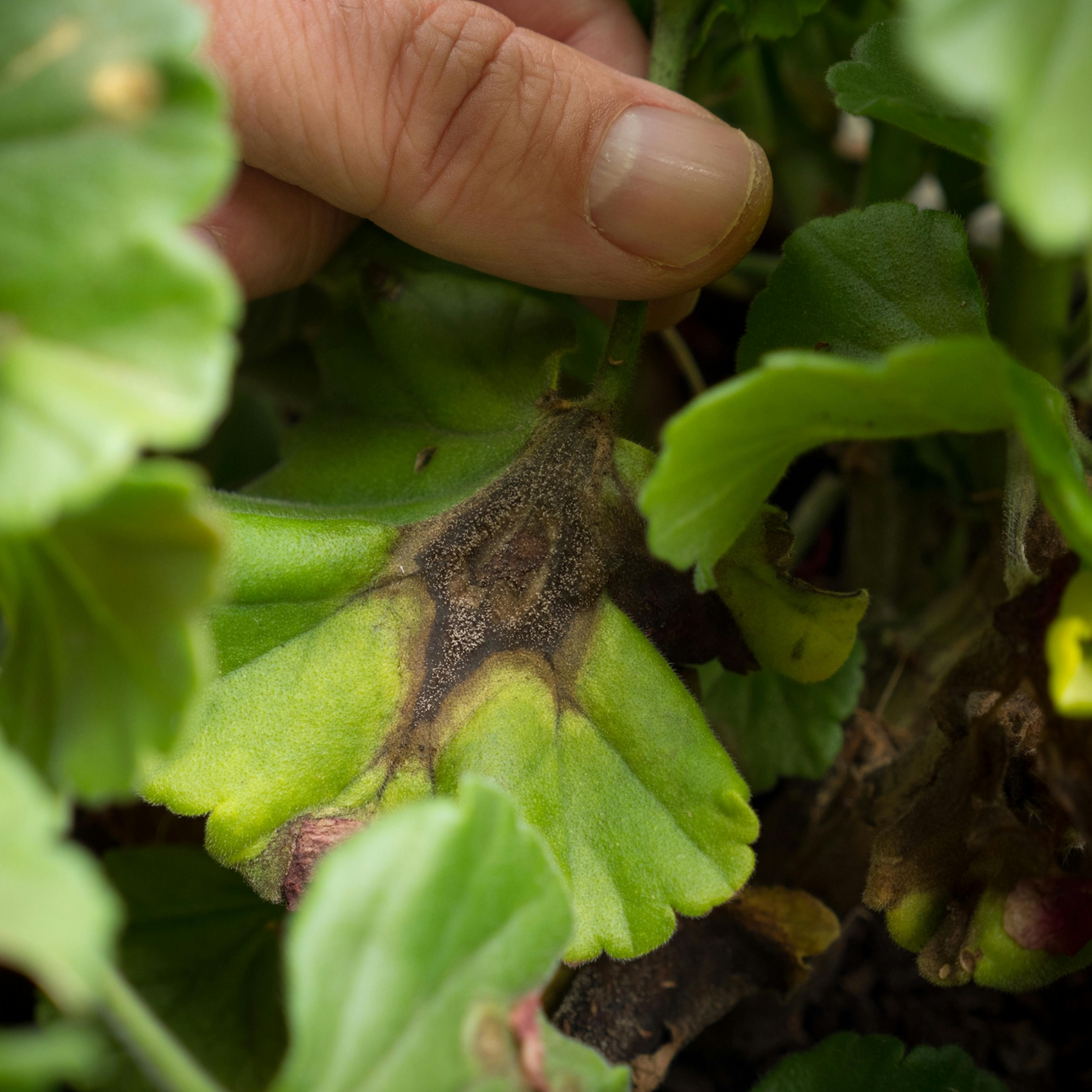 Conceptos básicos sobre el control de microorganismos en cultivos