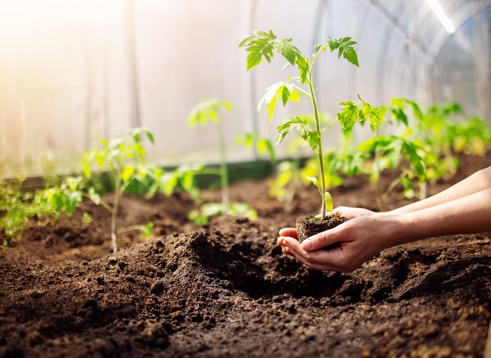 Germinación y Transplante