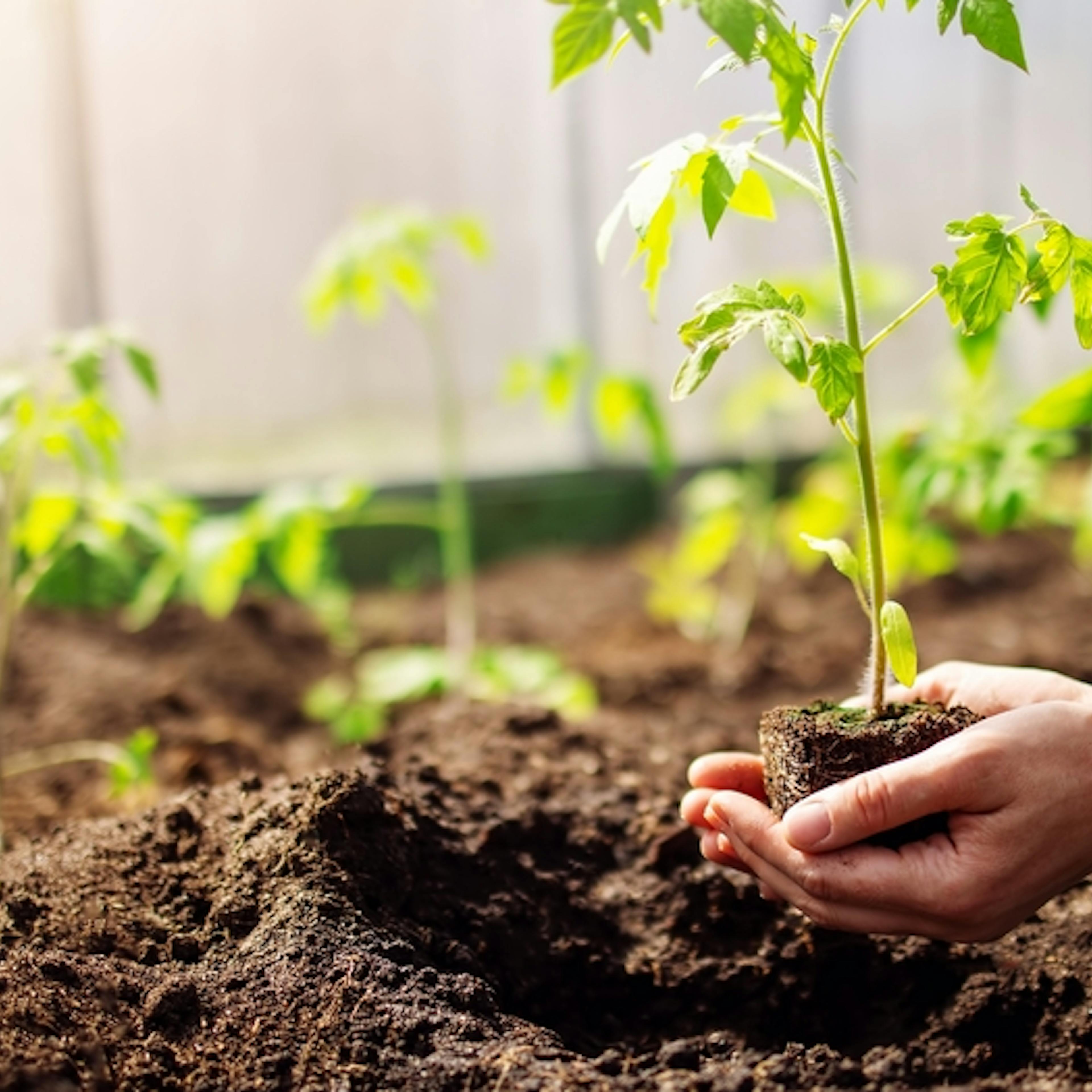 Germinación y Transplante