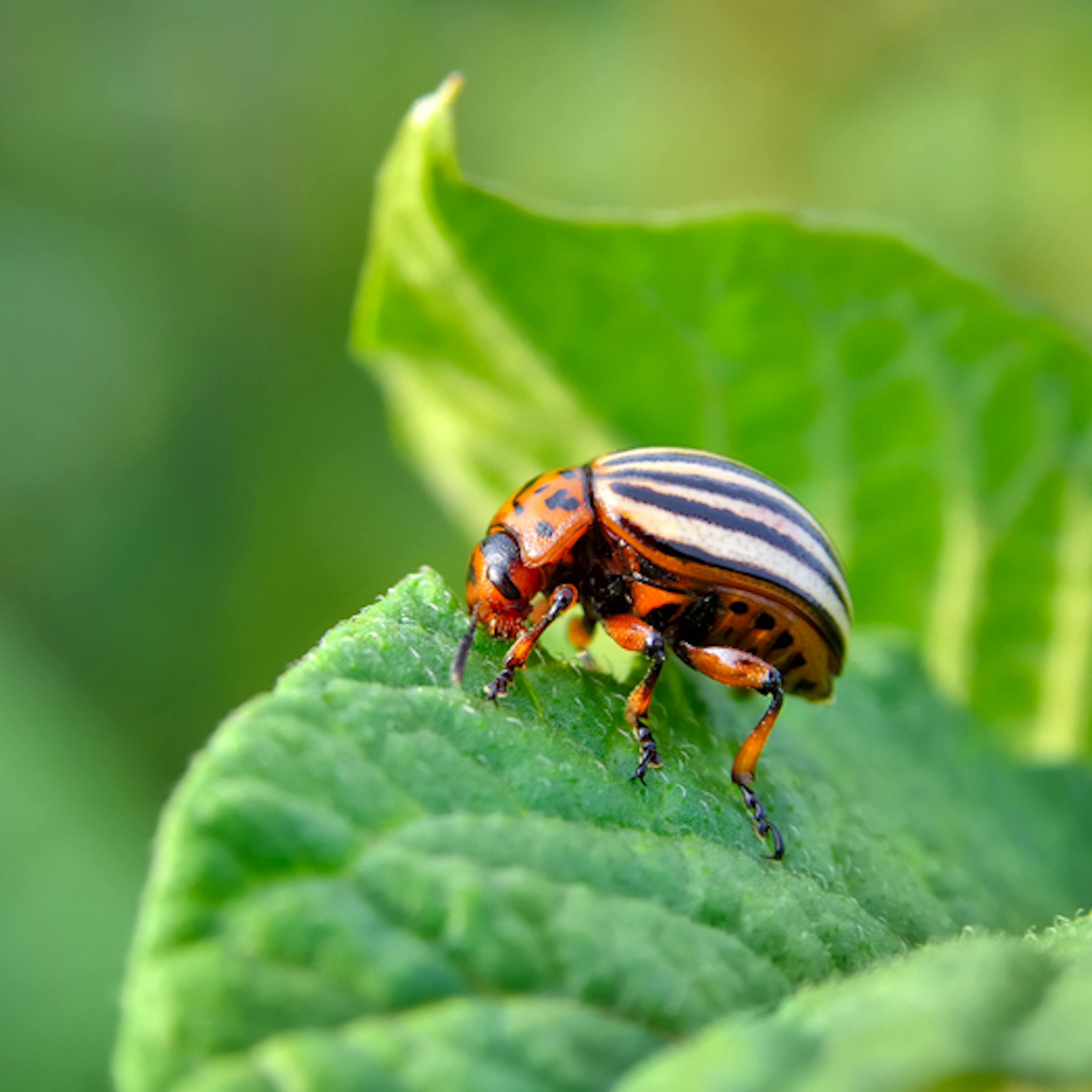 Control de Insectos y Ácaros