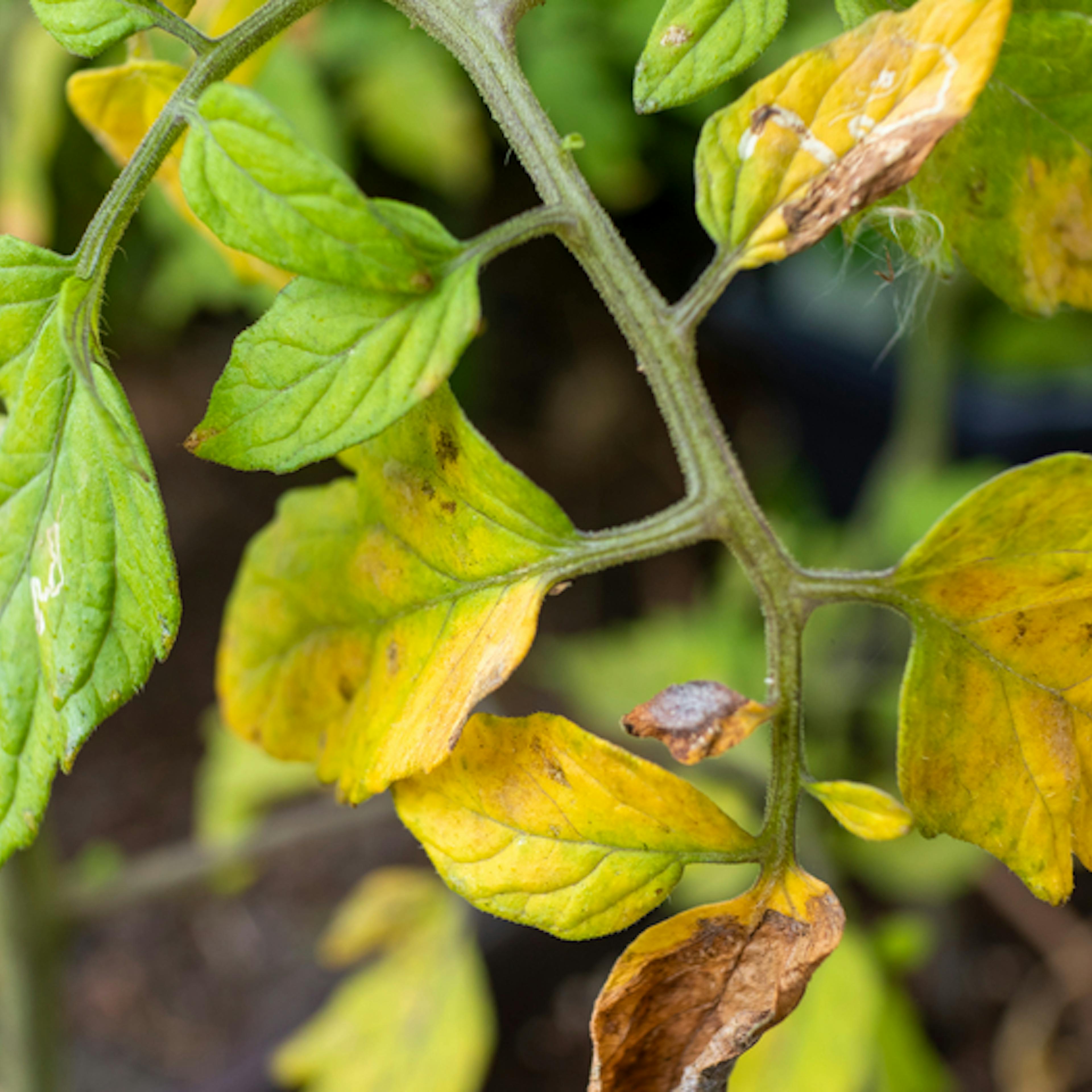 Control de hongos y bacterias