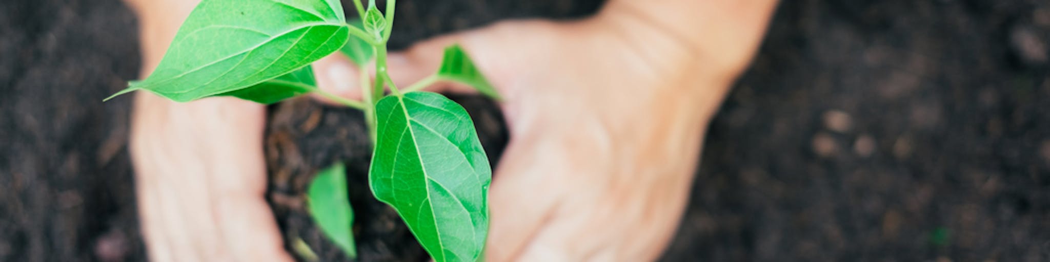 El tiempo de siembra en Colombia