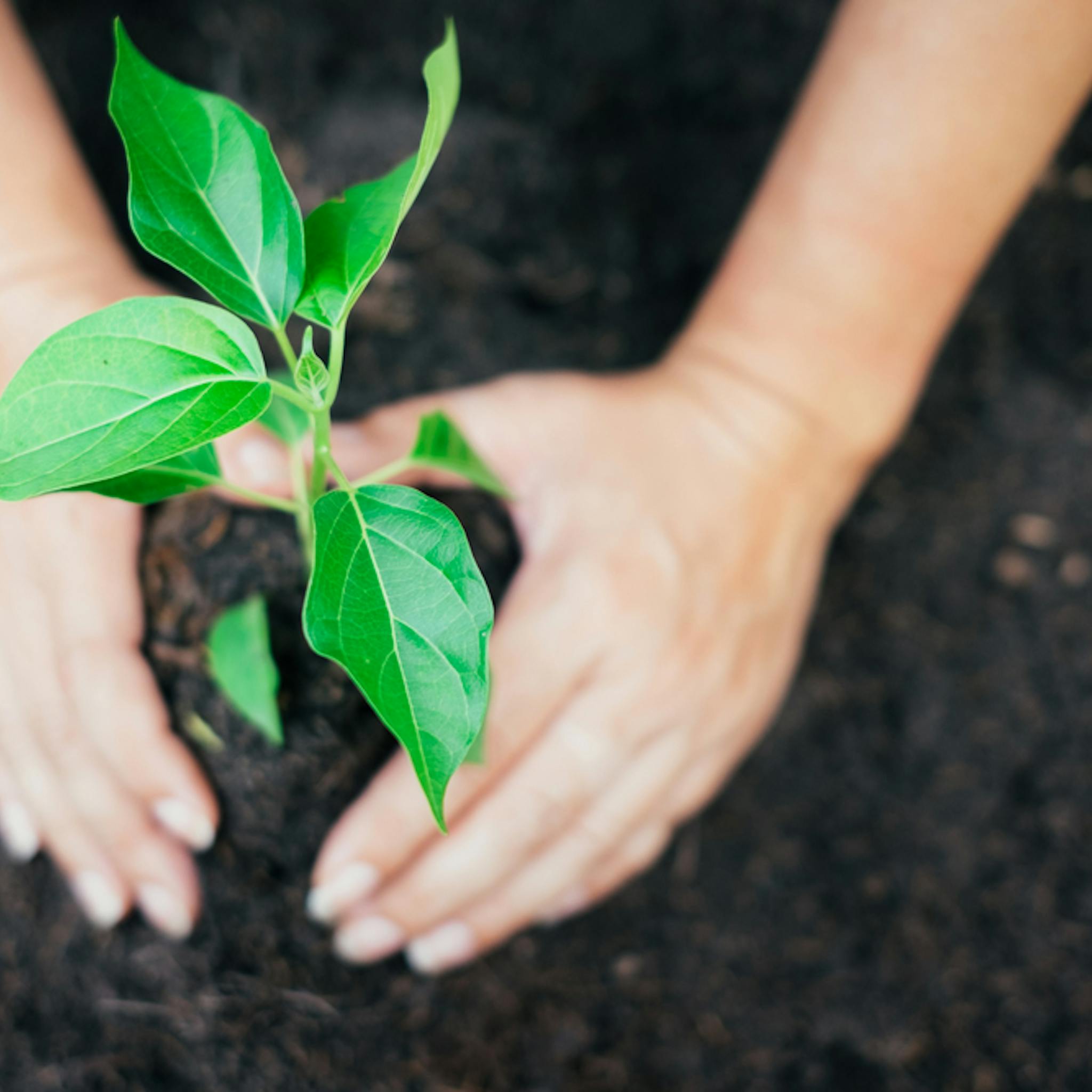 El tiempo de siembra en Colombia