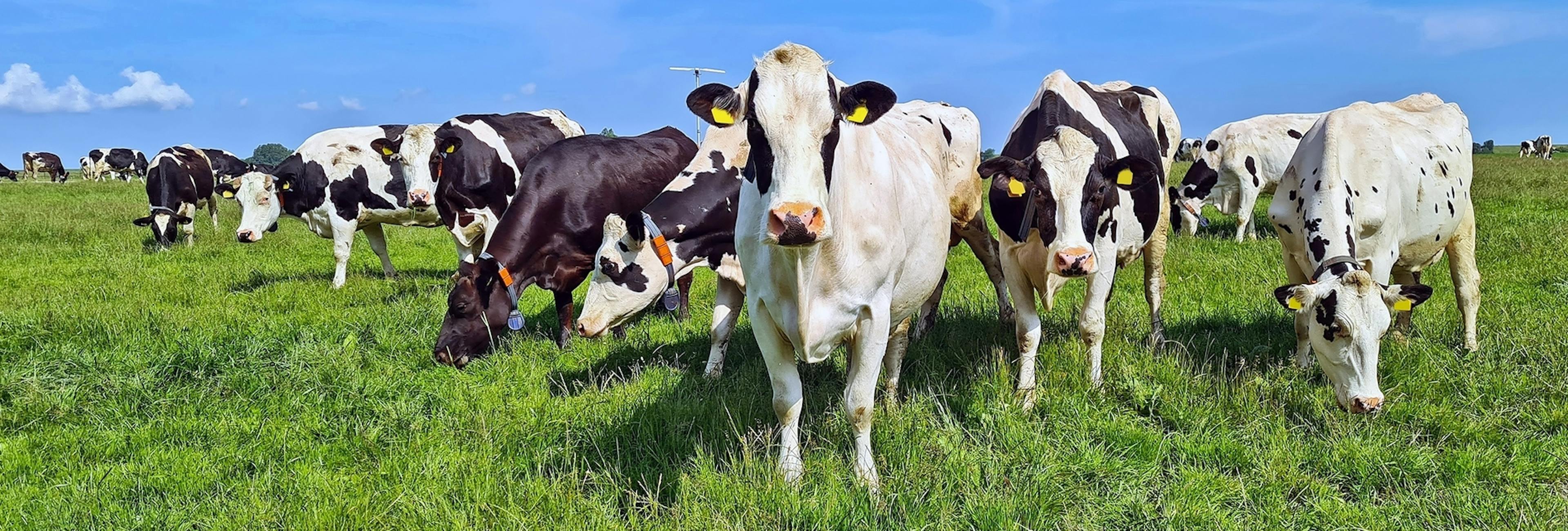 Prevención de mastitis en las vacas