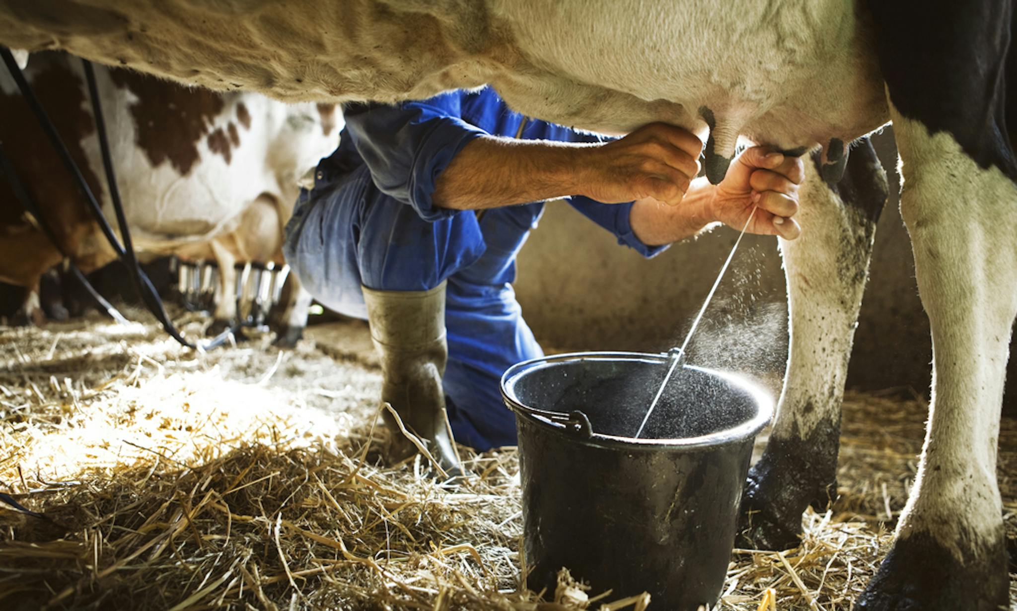Limpieza y desinfección de equipos de ordeño