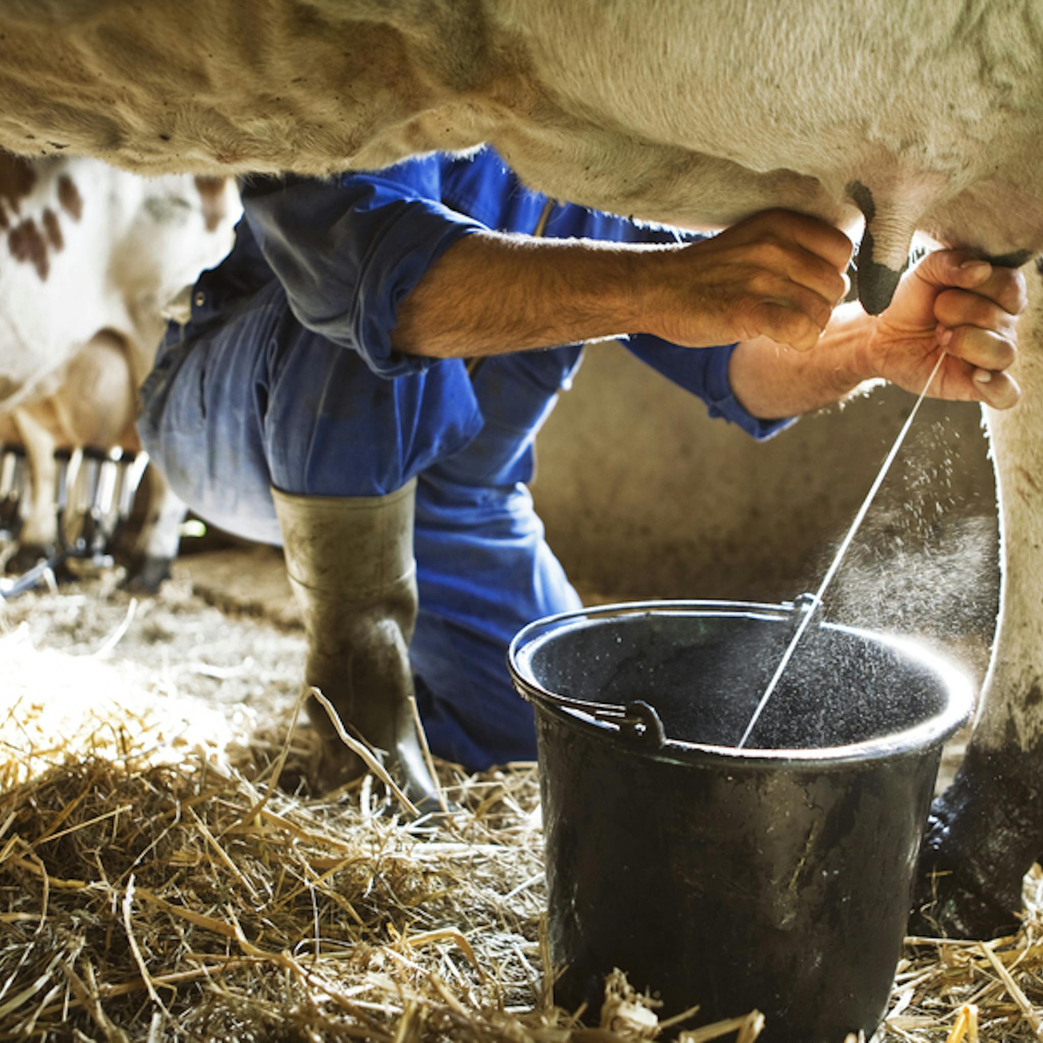 Limpieza y desinfección de equipos de ordeño
