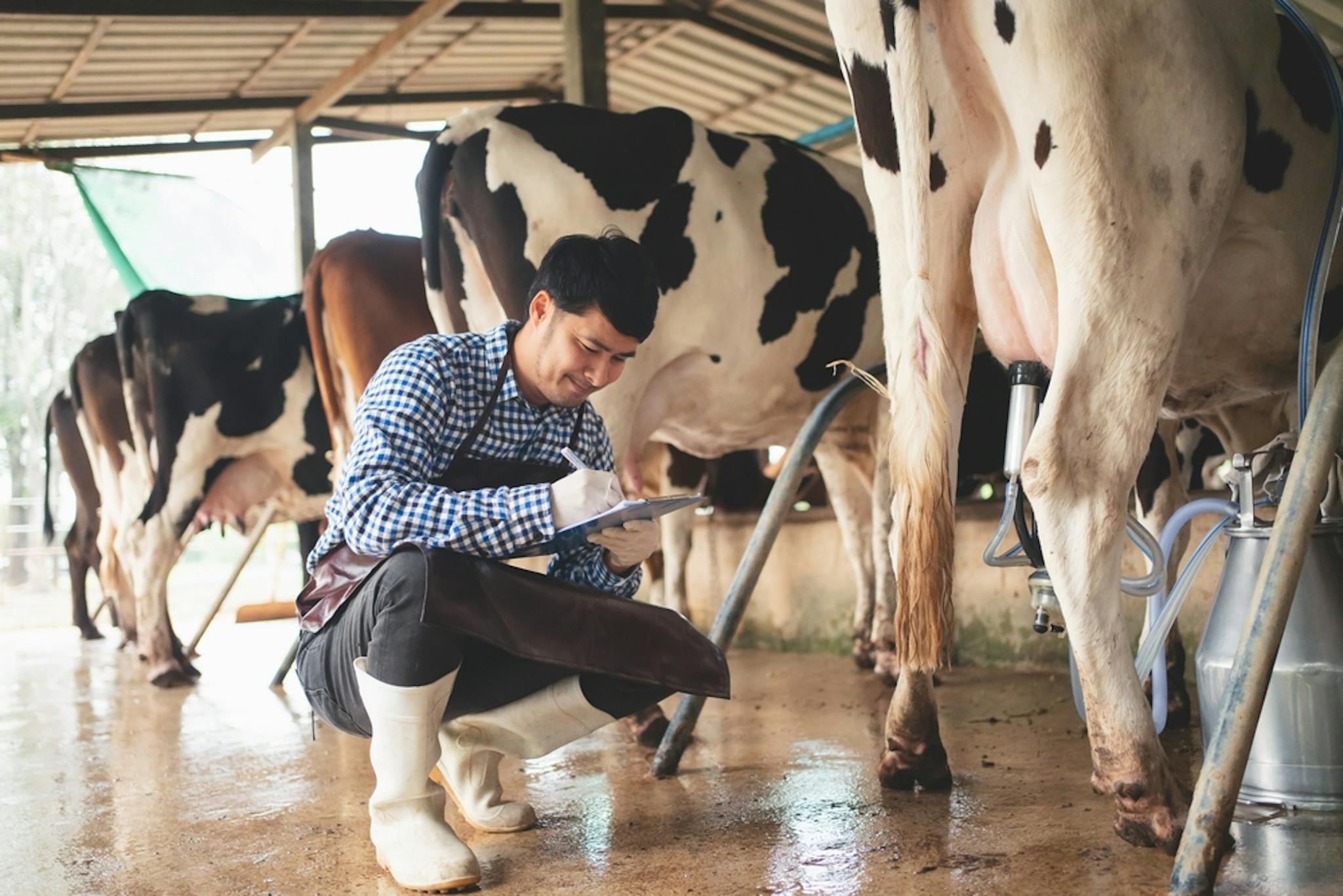 Prevención de mastitis en las vacas