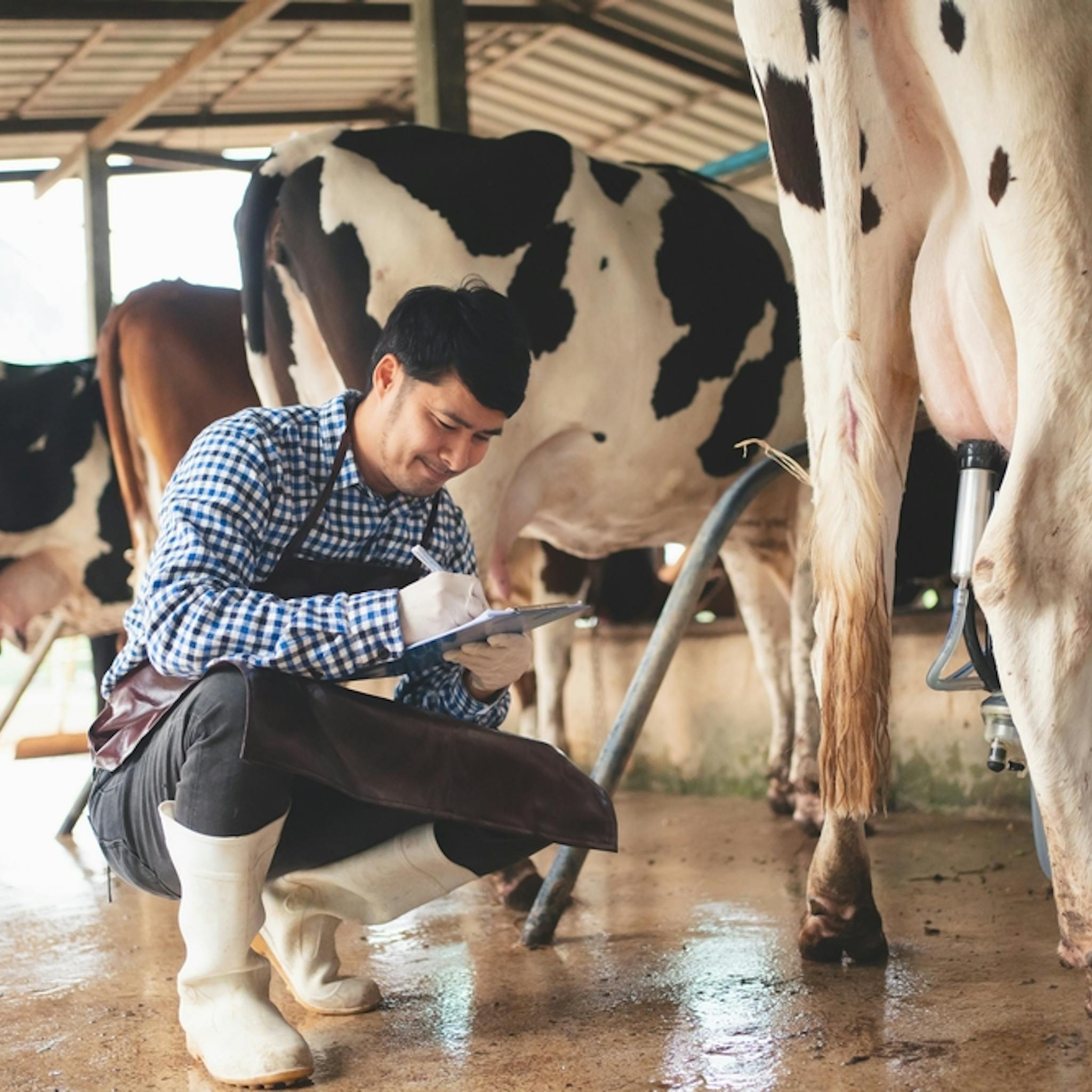 Prevención de mastitis en las vacas