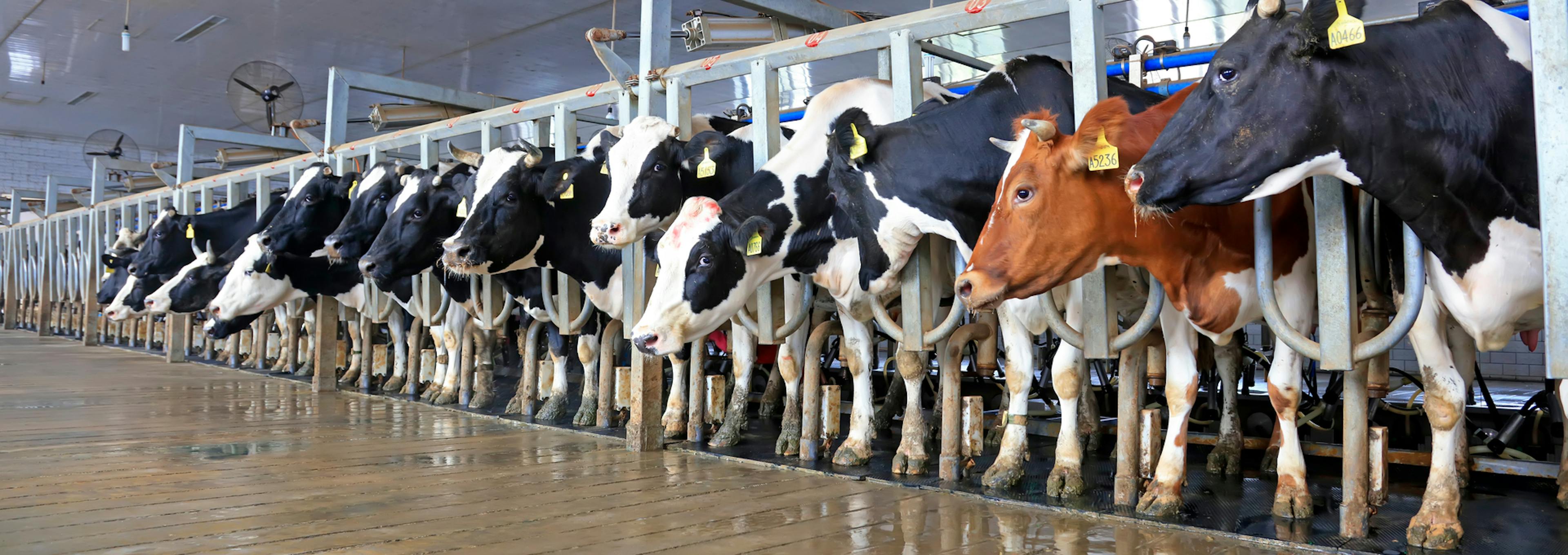 Limpieza y desinfección de equipos de ordeño