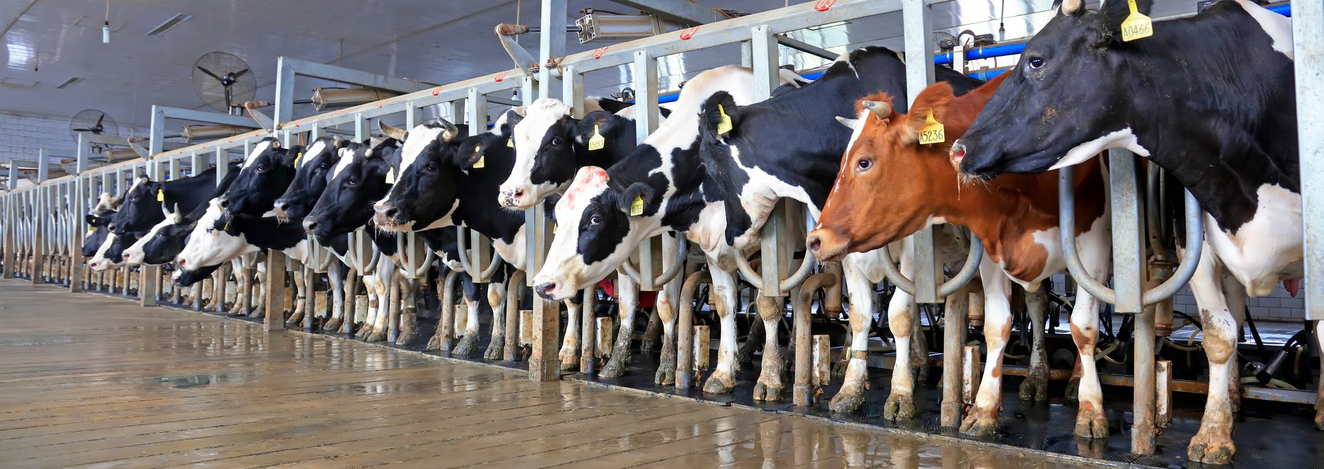 Limpieza y desinfección de equipos de ordeño