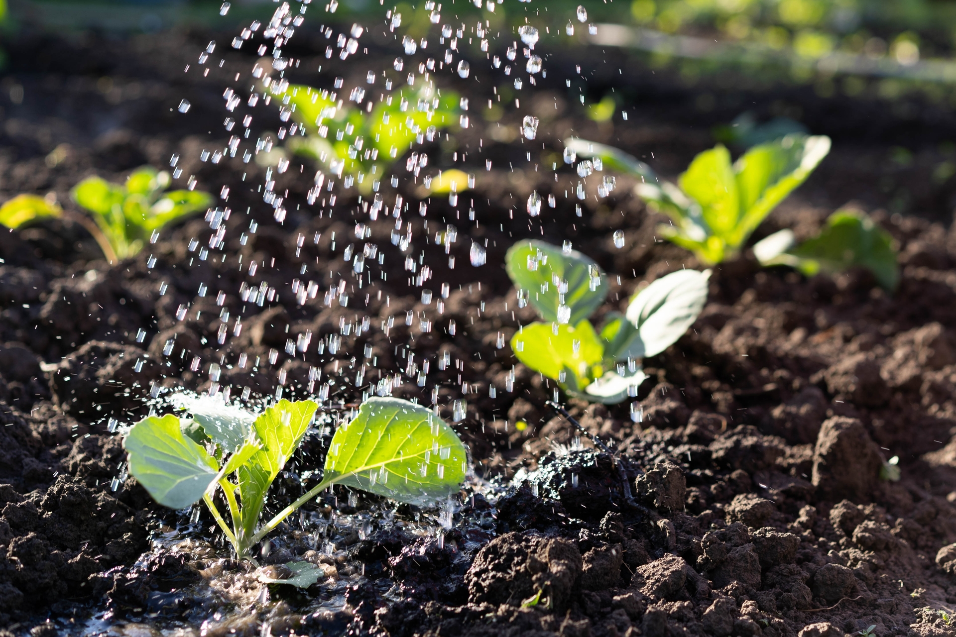 Adherentes y Humectantes