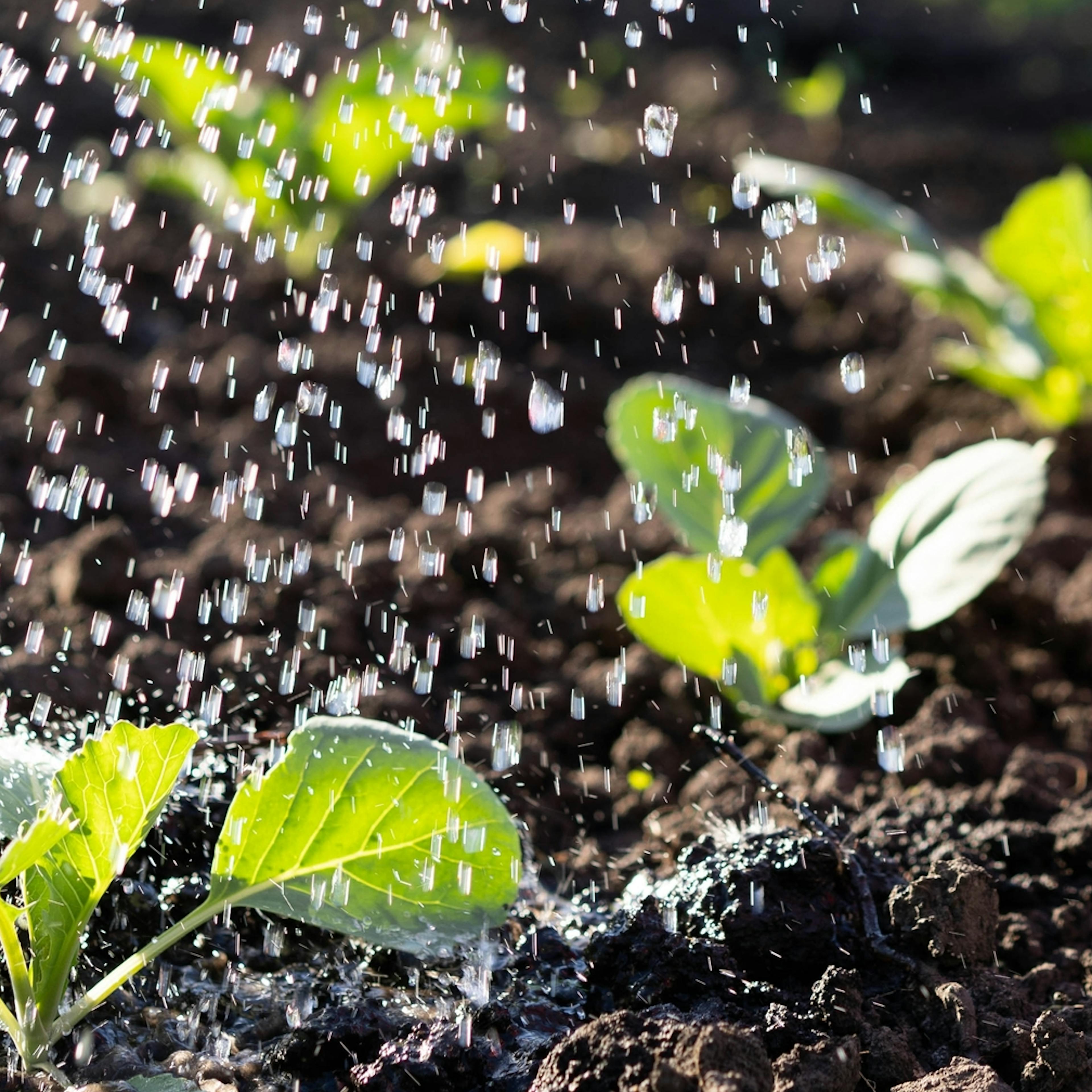 Adherentes y Humectantes