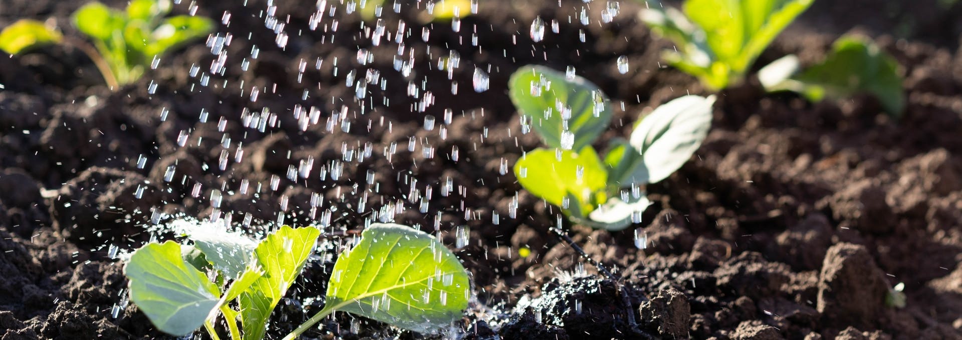 Adherentes y Humectantes de uso agrícola