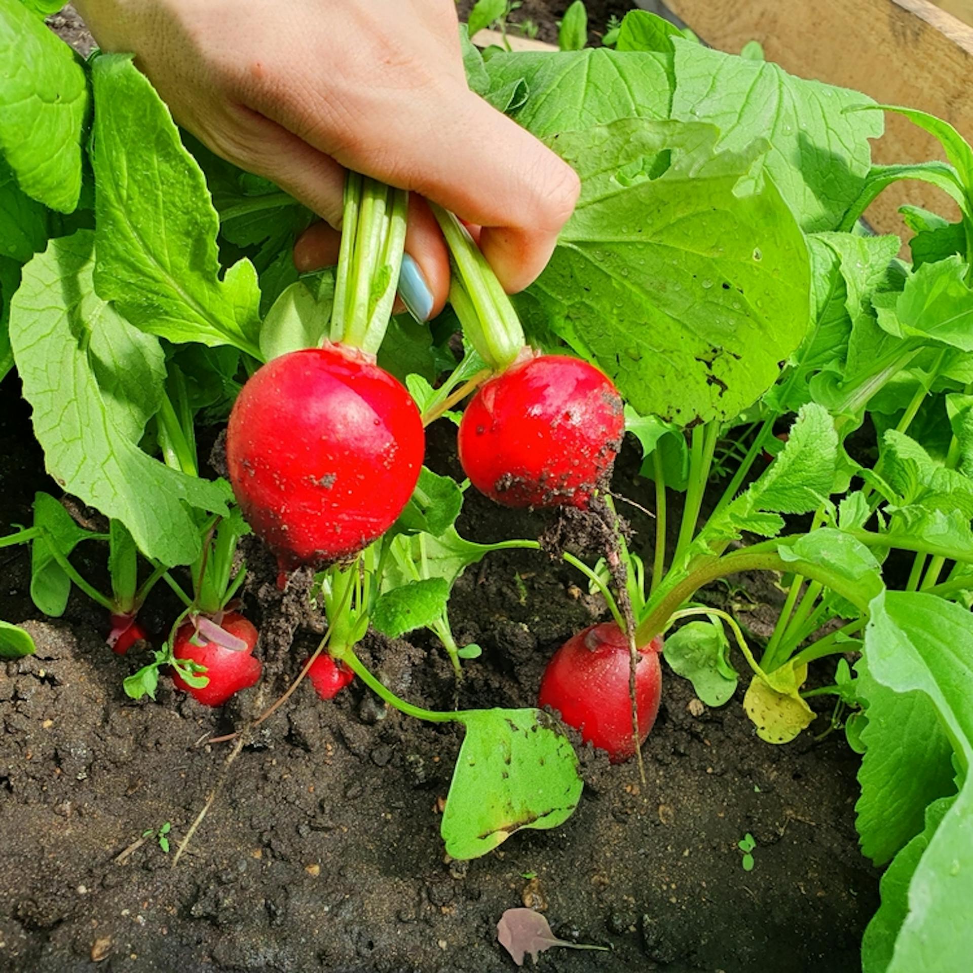 ¿Qué son los adherentes de uso agrícola?