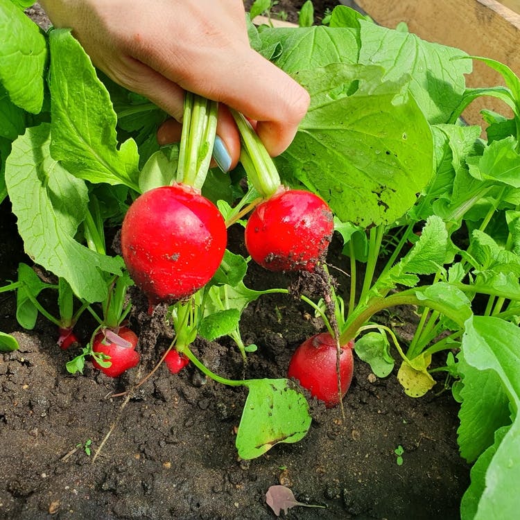 ¿Qué son los adherentes de uso agrícola?