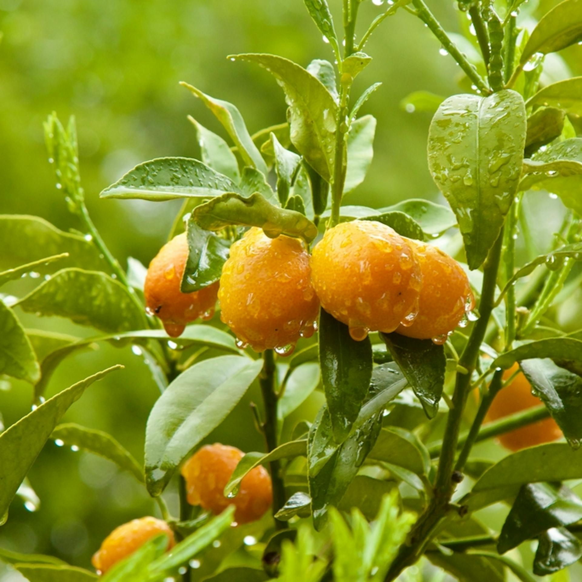 ¿Qué son los humectantes de uso agrícola y para qué sirven?