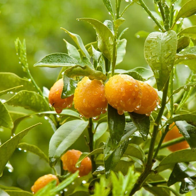 ¿Qué son los humectantes de uso agrícola y para qué sirven?