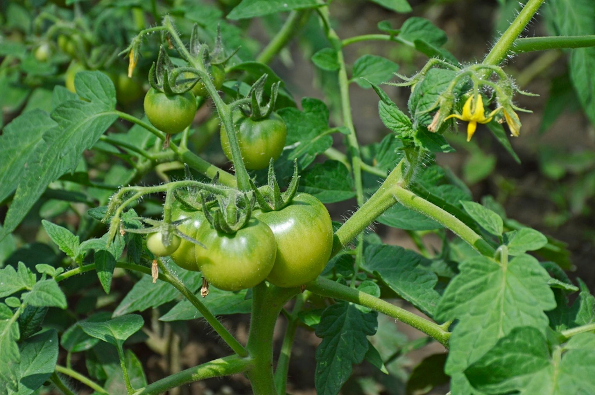 Durante el crecimiento