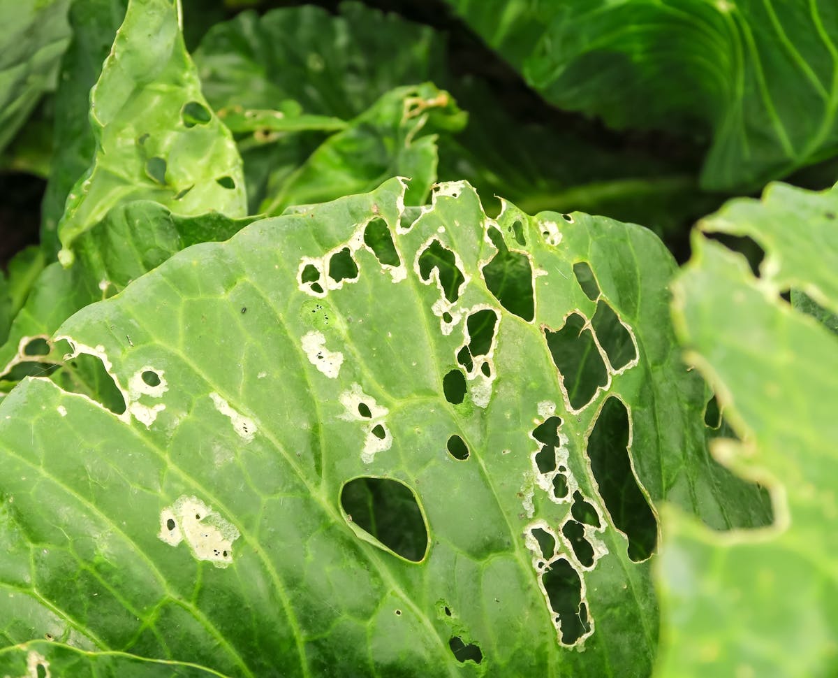 ¿Cuándo se debe realizar un control de insectos y ácaros?