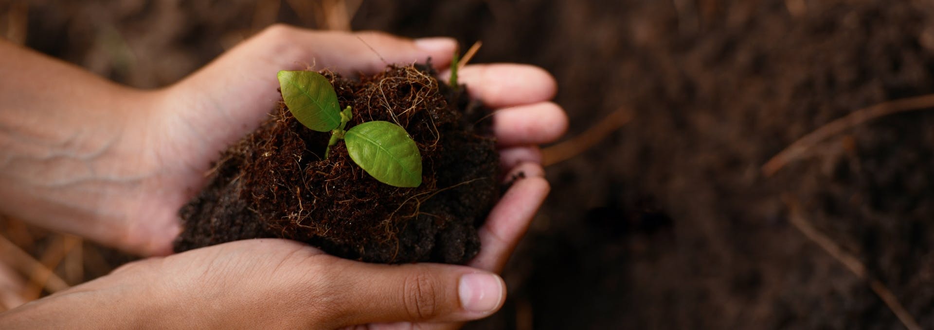Desinfección de Suelos