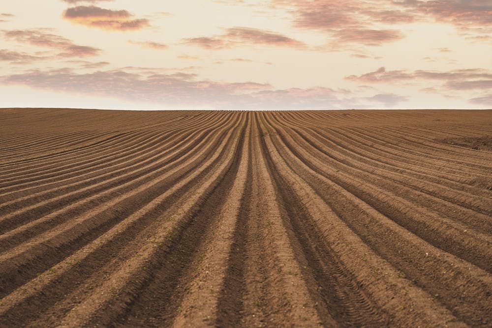 Después de arar y rastrillar el suelo