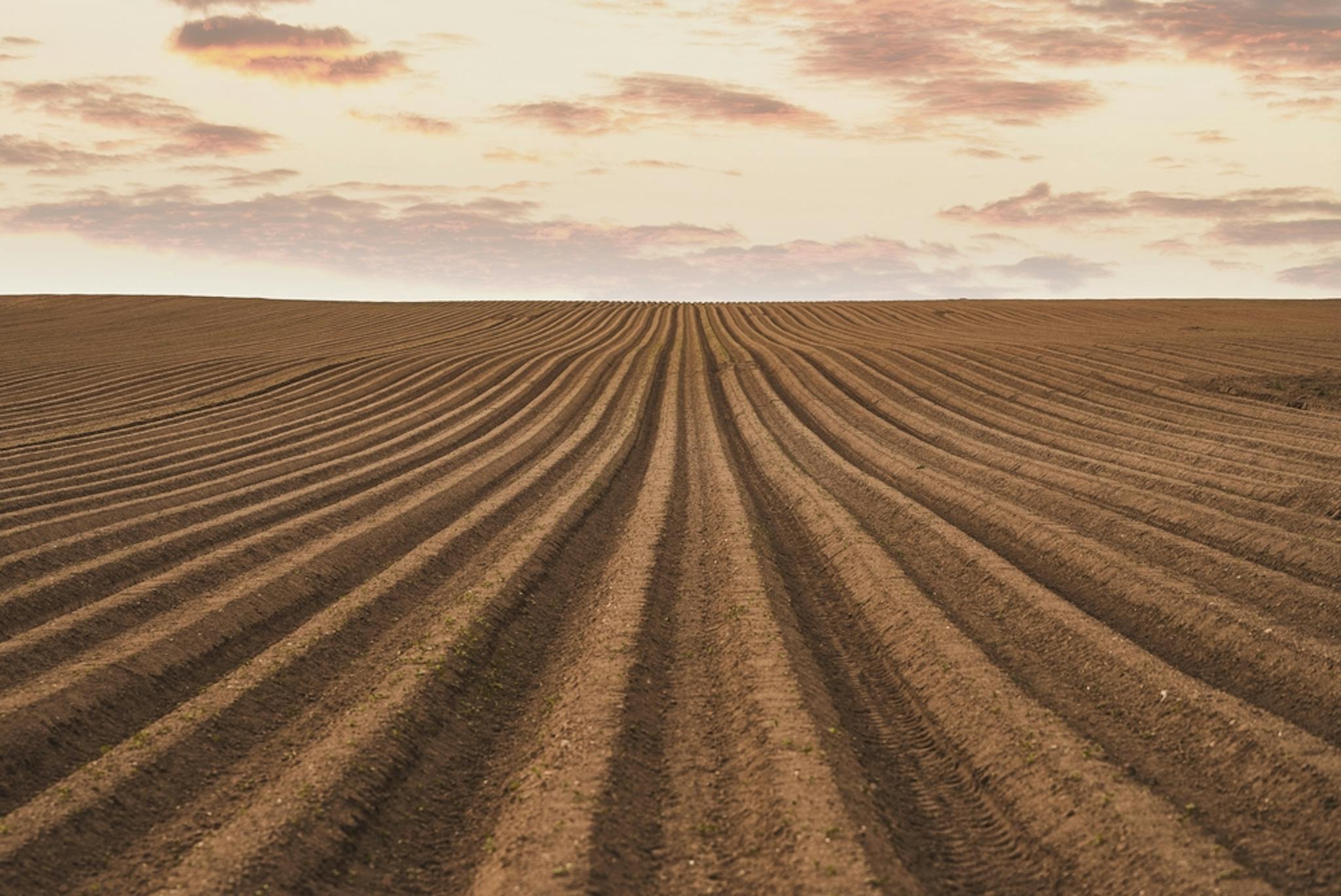 Después de arar y rastrillar el suelo