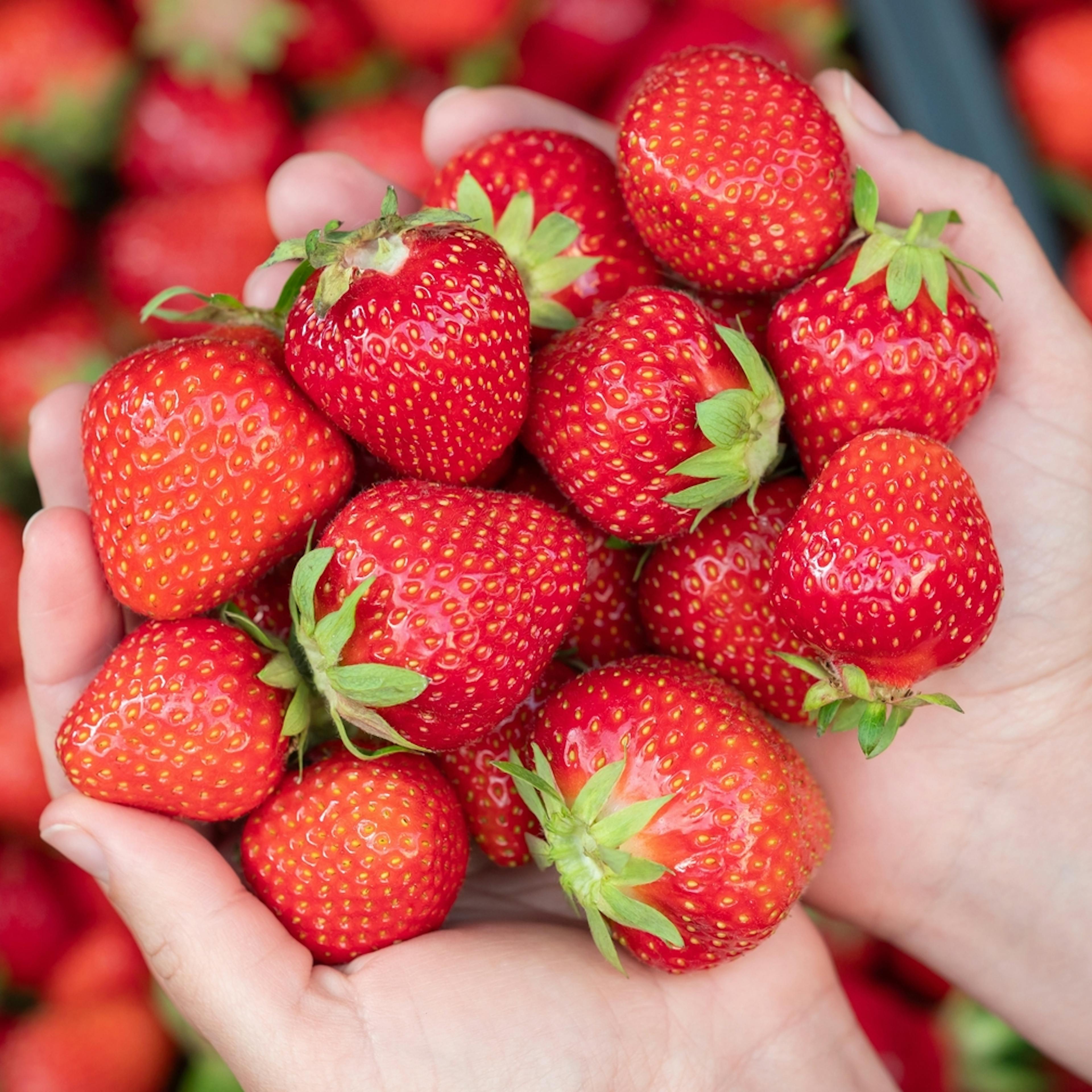 Desinfectantes de la Fruta