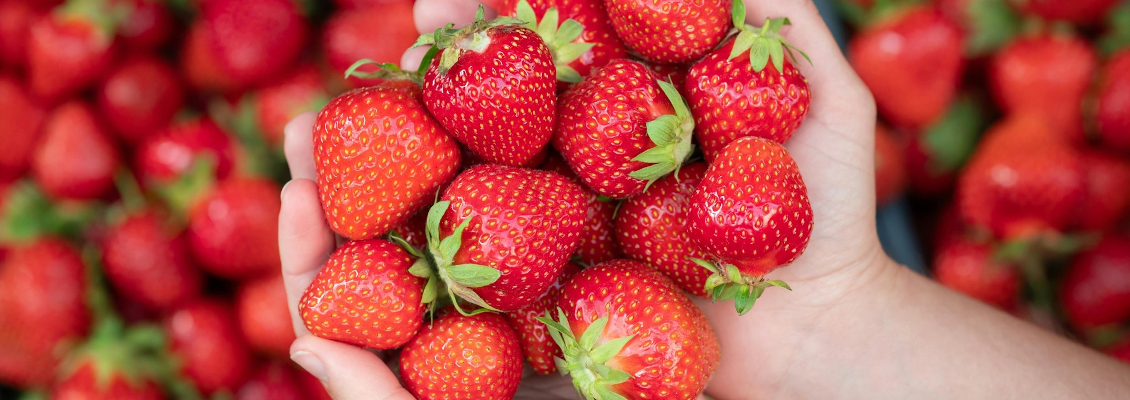 Desinfectantes de la Fruta