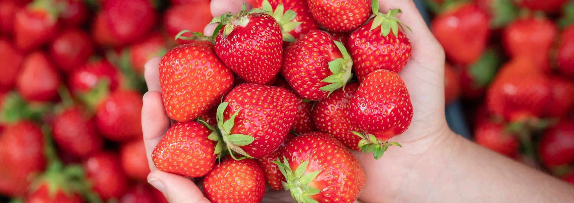 Desinfectantes de la Fruta