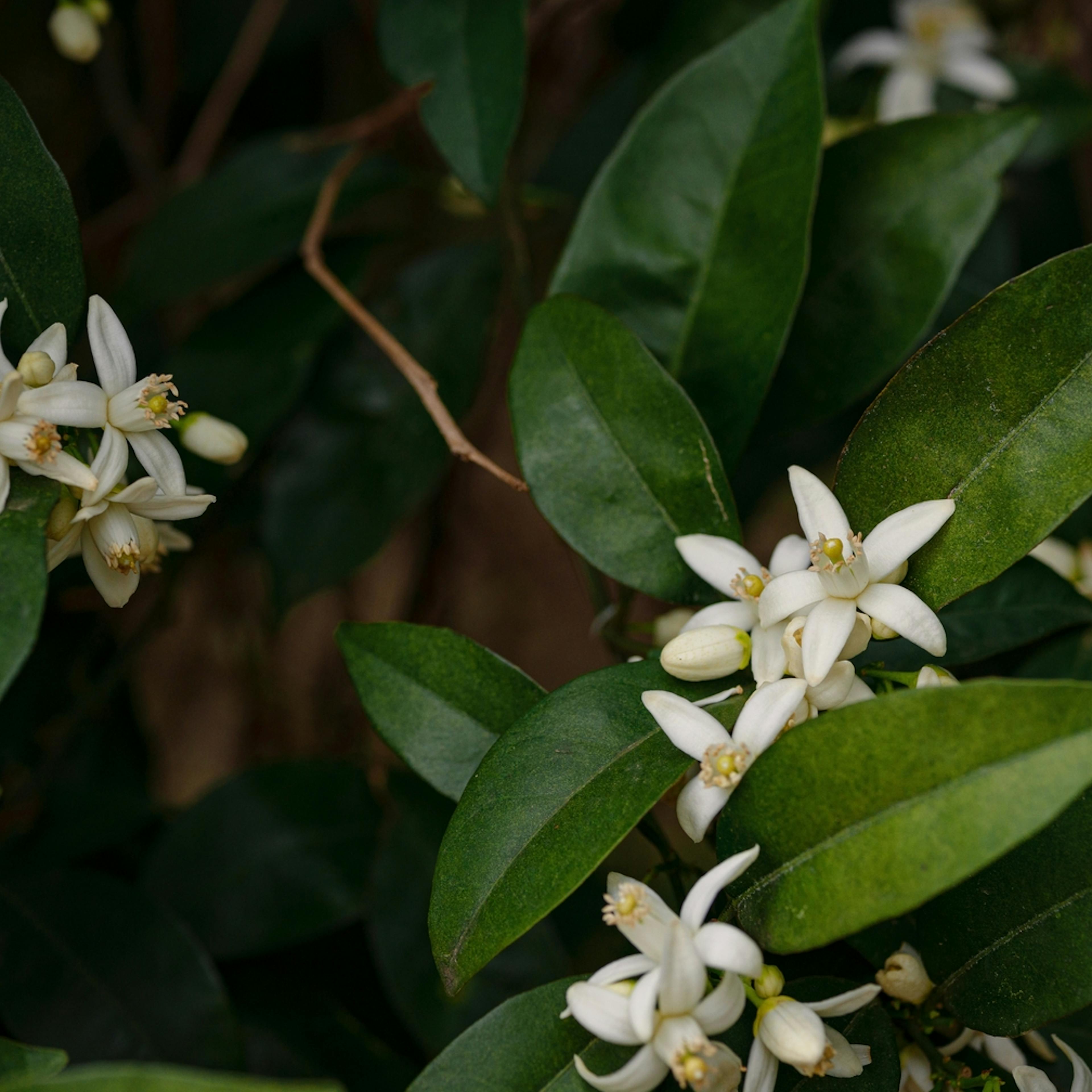 Floración y Fructificación