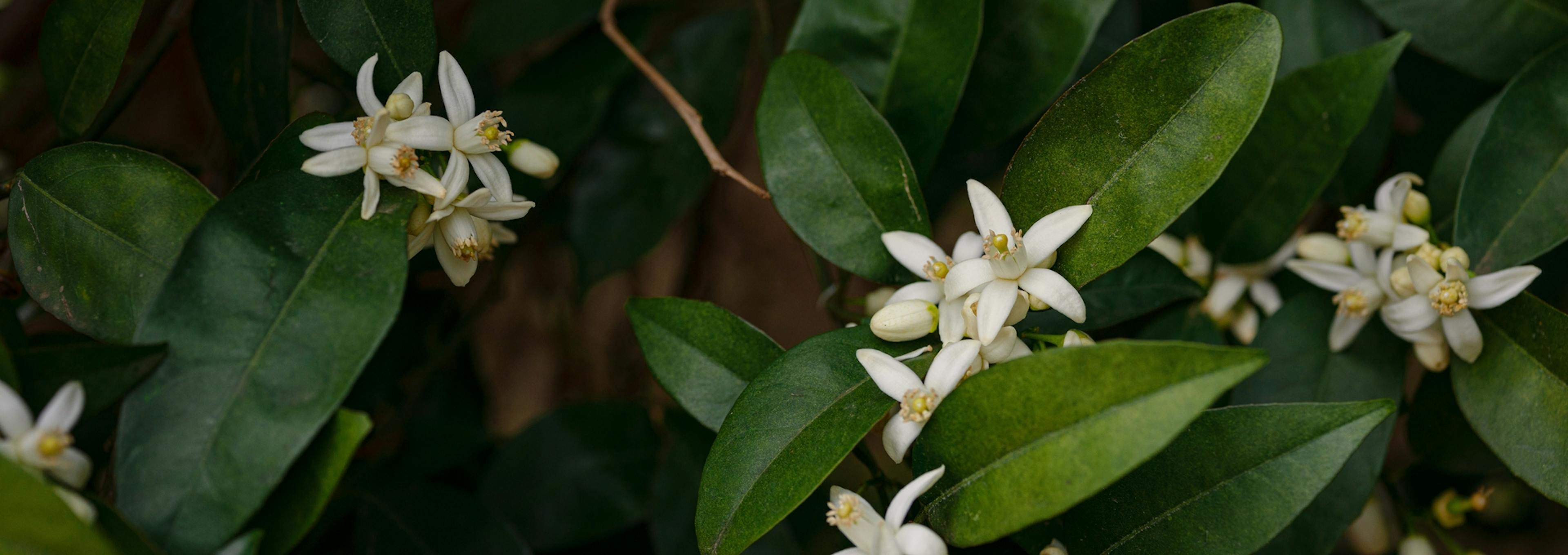 Floración y Fructificación