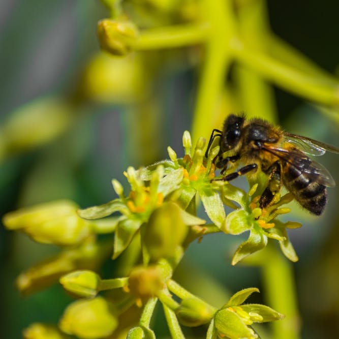 floración y fructificación
