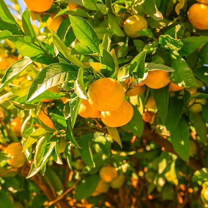 floración y fructificación