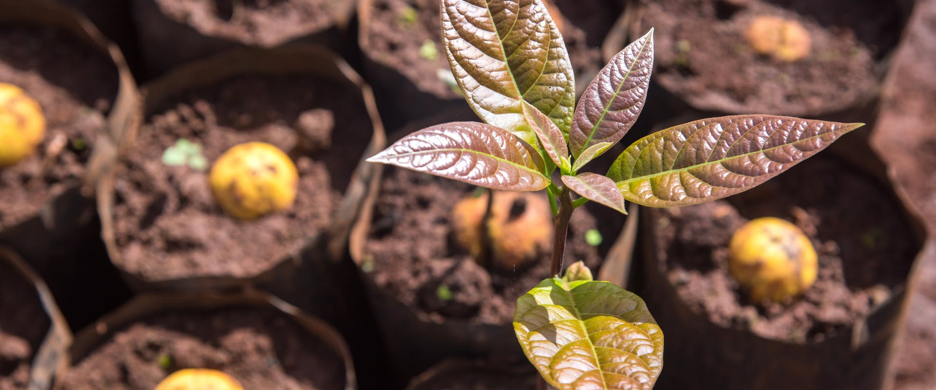 Germinación y Trasplante