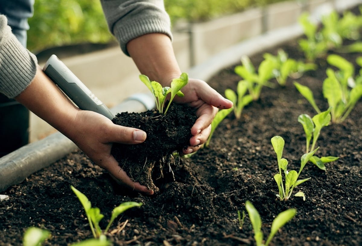 ¿Qué es el proceso de Trasplante?