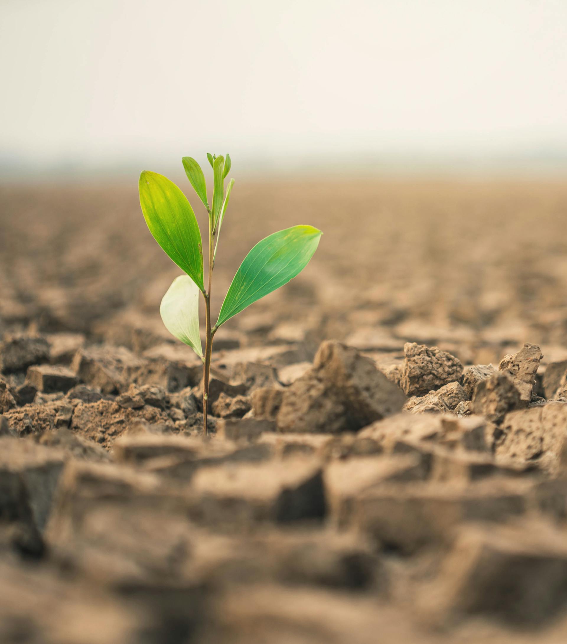 ¿Cuándo se deben utilizar humectantes de suelo?