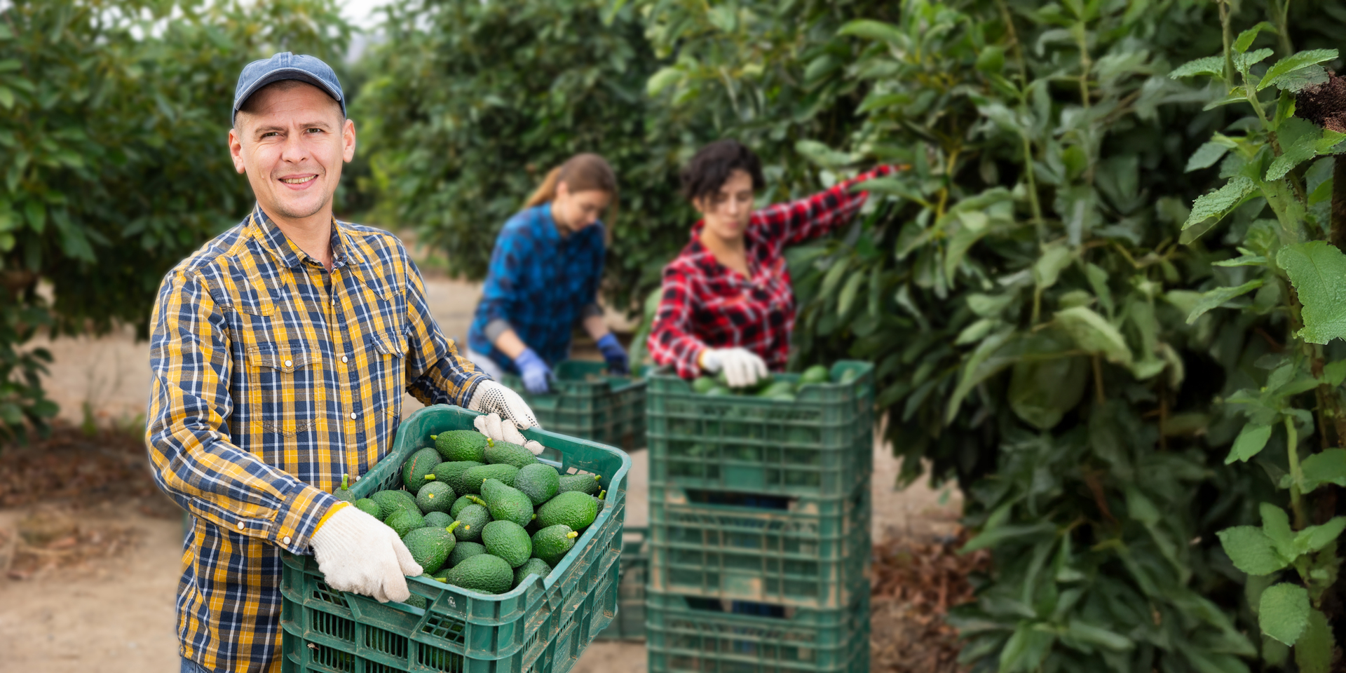 Maduración y Cosecha