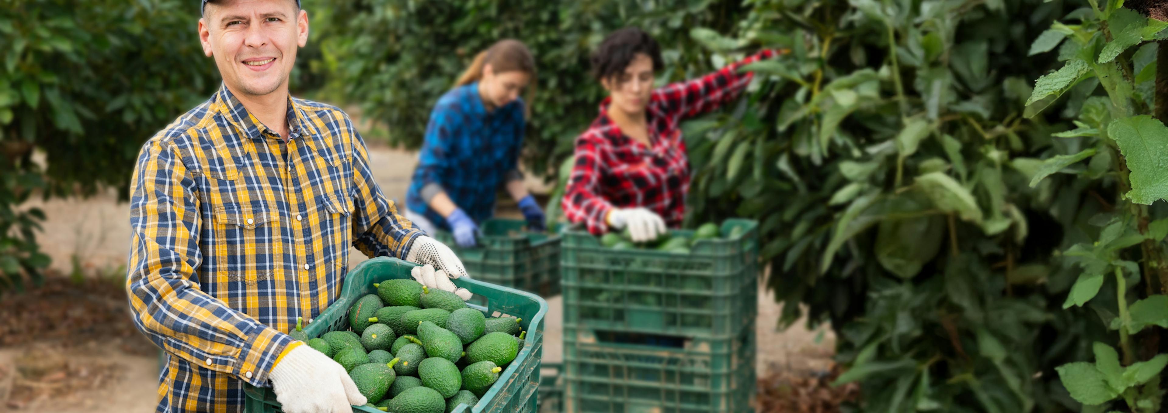 Productos para la Maduración y Cosecha