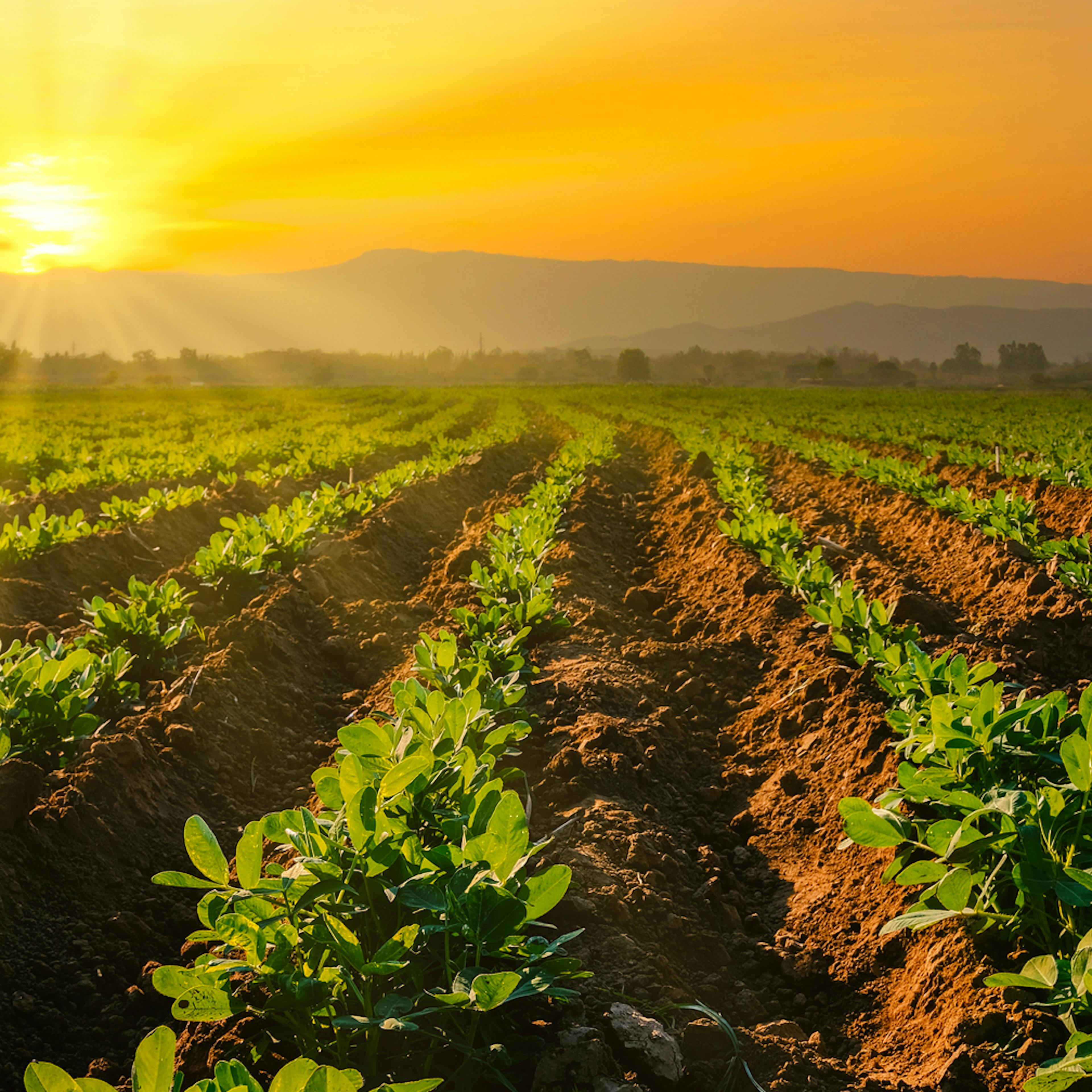 Protectores solares agrícolas