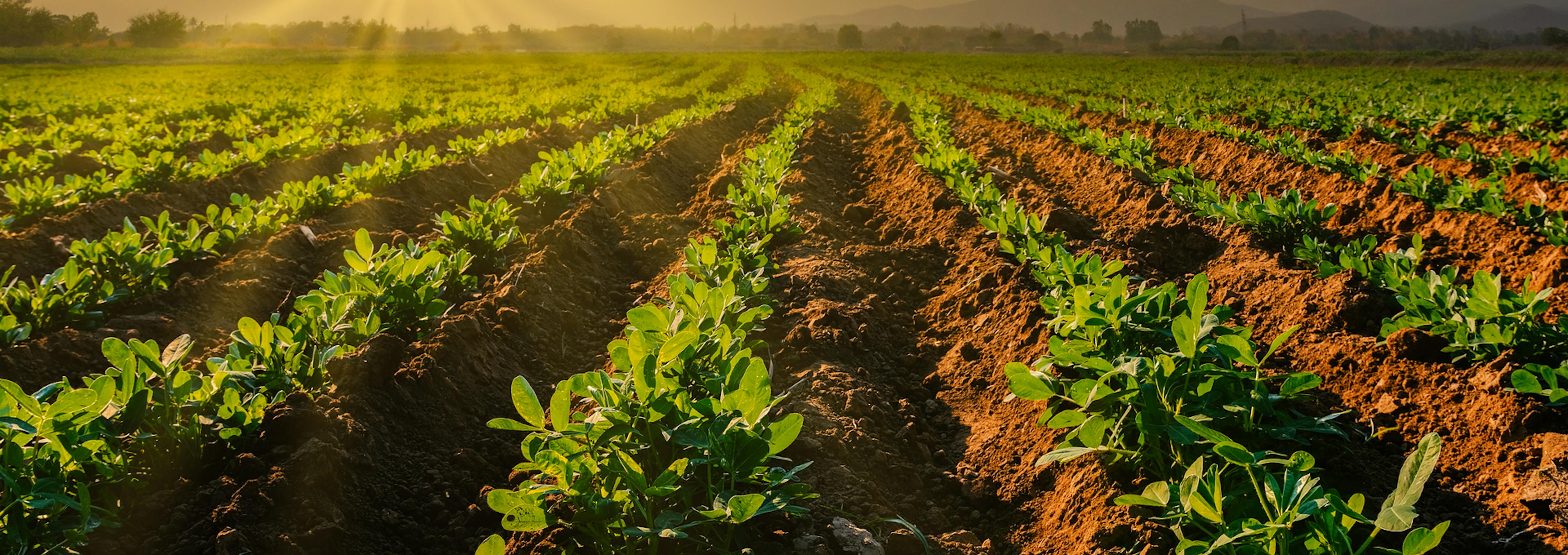 Protectores solares agrícolas