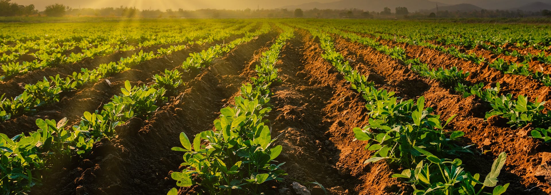 Protectores solares agrícolas