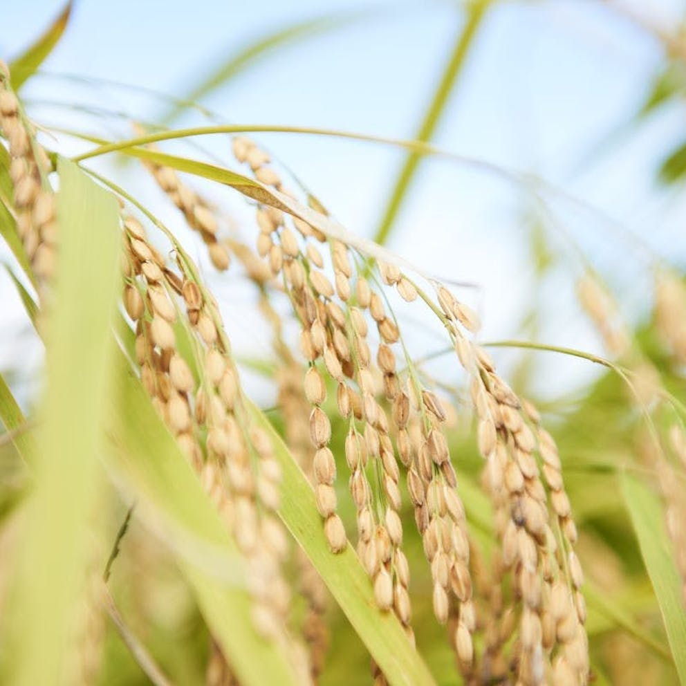 Épis de riz dans une rizière japonaise