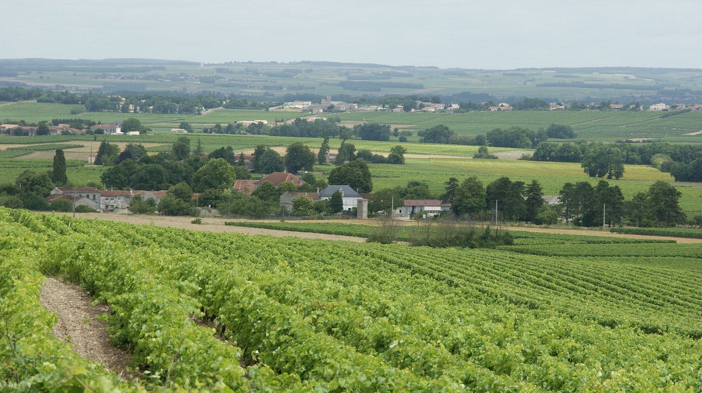 Michel Forgeron cognac vines