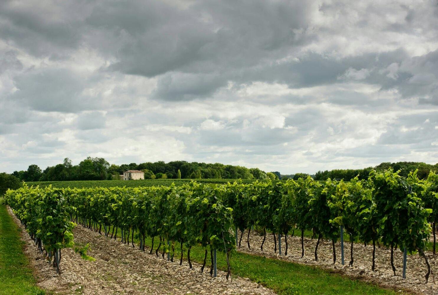 vigne grande champagne