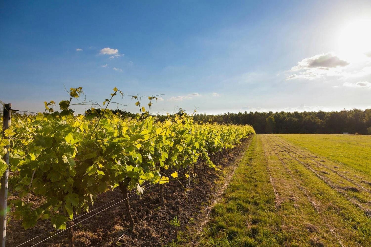 vignes borderies cognac