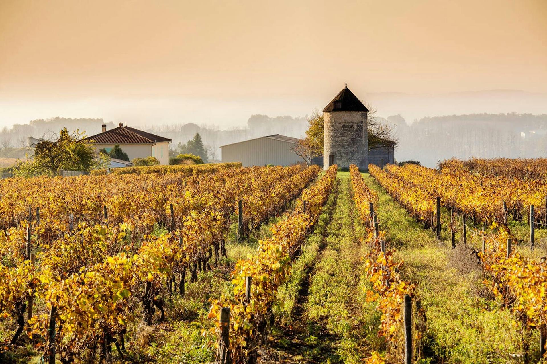 terroirs cognac banner