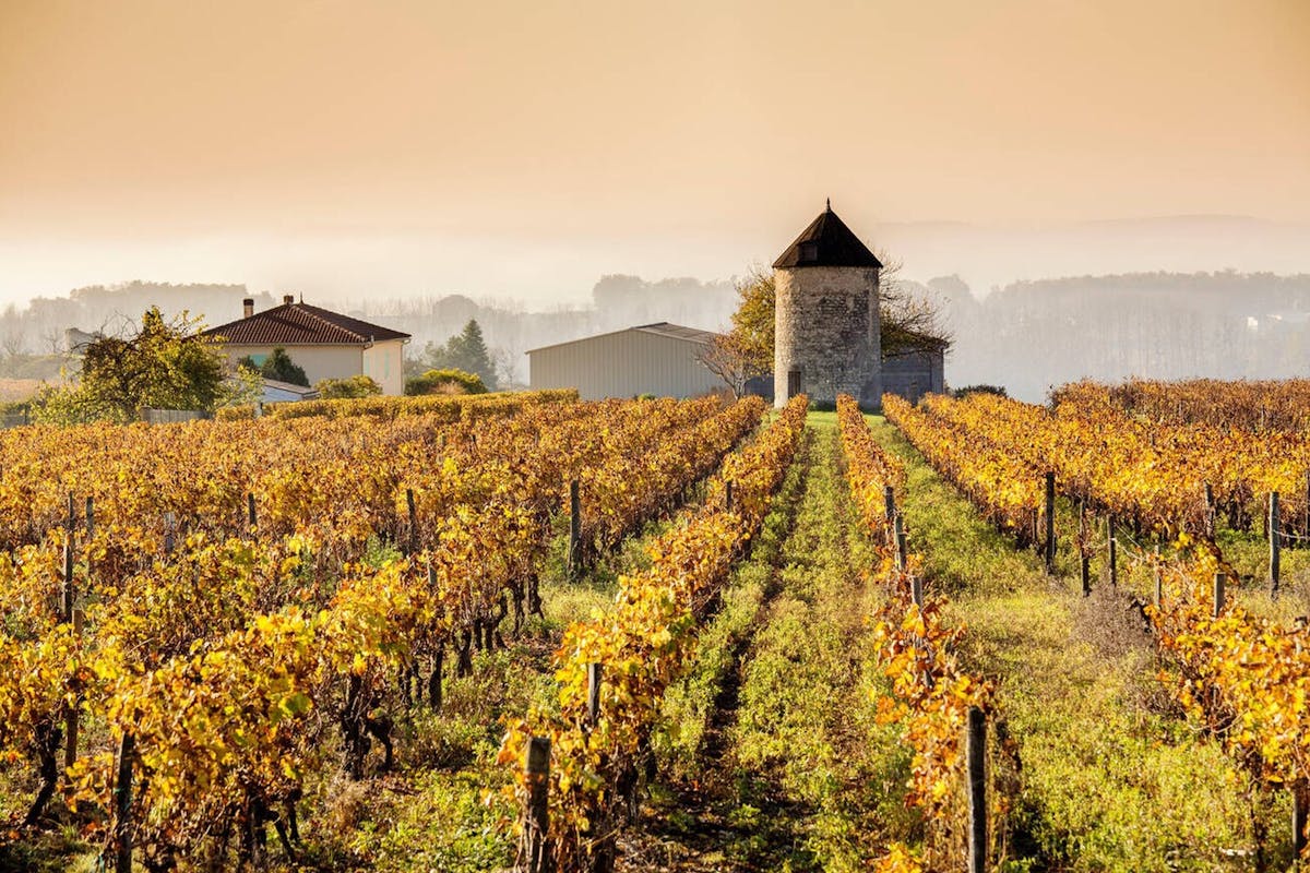 banniere terroirs cognac