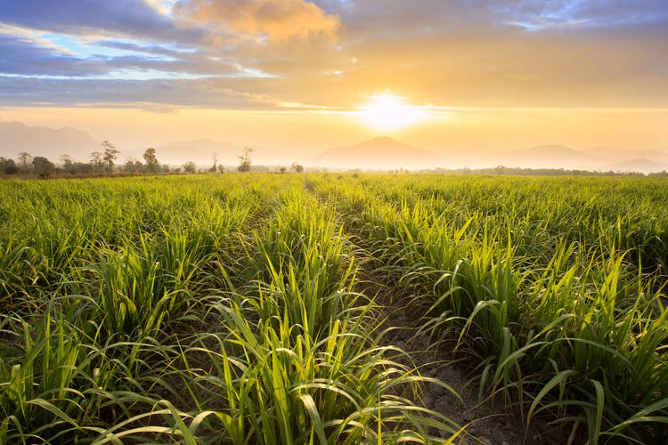 Sugarcane fields