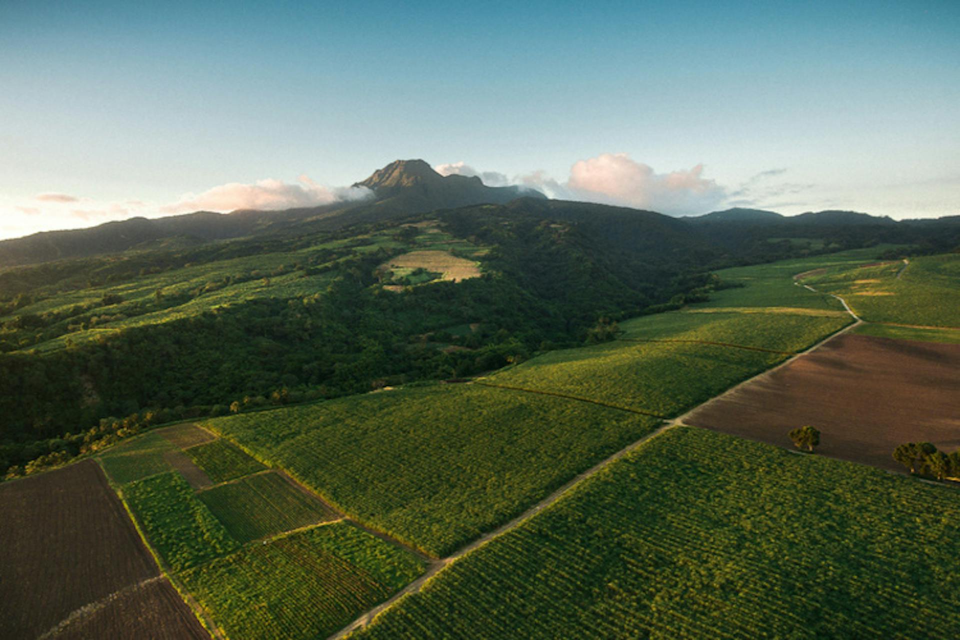 ban article rhum martinique